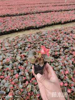 高度12厘米四季海棠