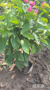 高度60厘米玫红三角梅
