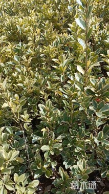 高度25厘米金边黄杨