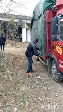 高度80厘米结香