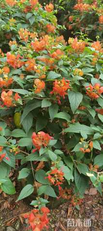 高度80厘米冬红