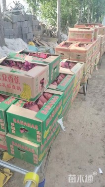 高度20厘米矾根