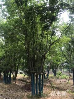 80公分丛生朴树