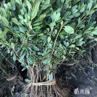 高度25厘米海桐小苗