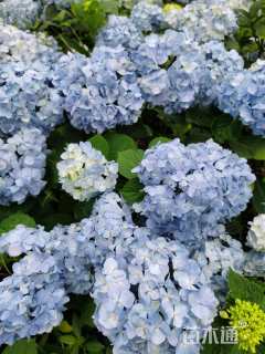 高度40厘米无尽夏绣球