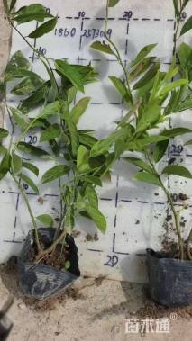 高度40厘米荷兰鼠刺