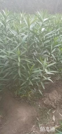 高度100厘米夹竹桃