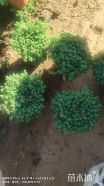 高度15厘米中华景天