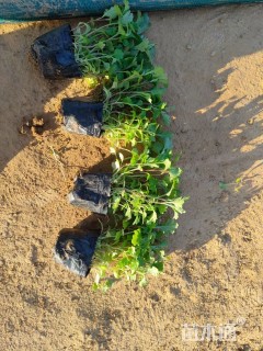 高度20厘米地被菊