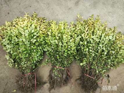 高度40厘米金叶女贞