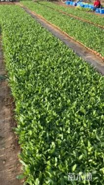 高度22厘米天人菊