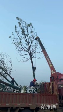 15公分香樟