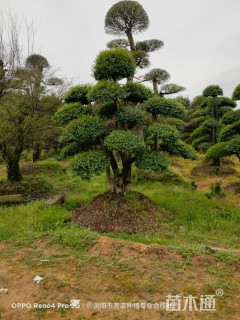 20公分造型小叶女贞