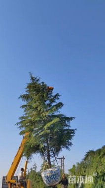 高度600厘米雪松
