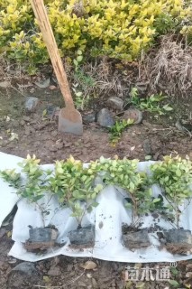 高度30厘米金森女贞