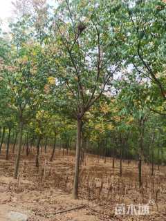 10公分栾树