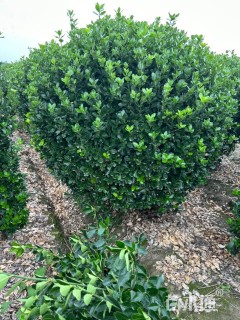 冠幅150厘米大叶黄杨球