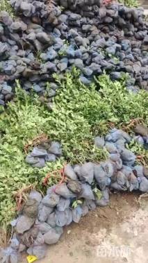 高度50厘米大叶黄杨