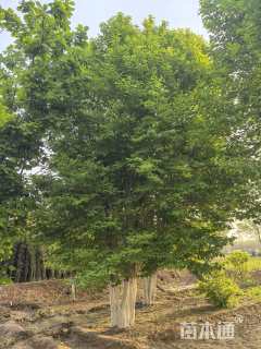 高度800厘米(5杆)丛生杜仲