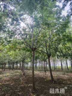 12公分枫杨