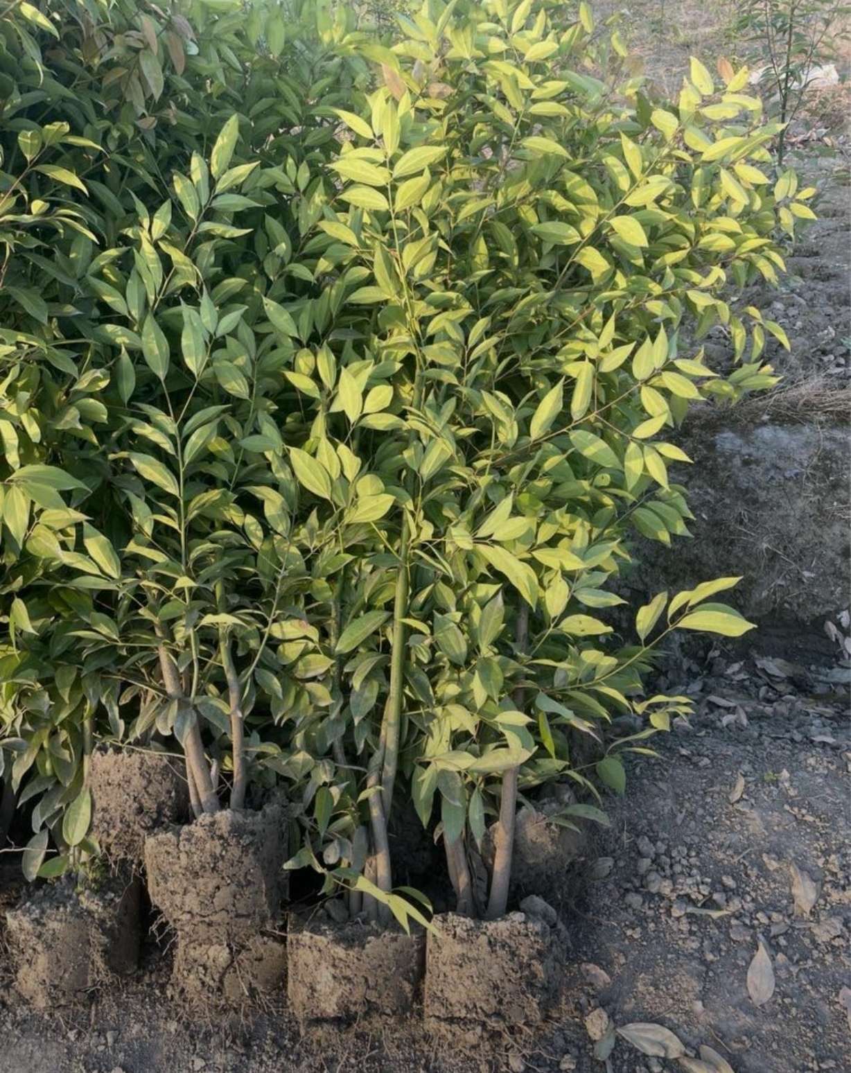 高度150厘米丛生天竺桂