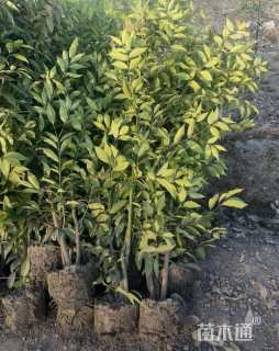 高度150厘米丛生天竺桂