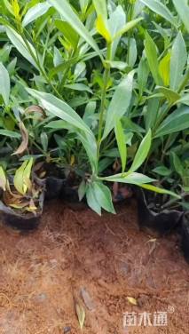 高度30厘米栀子花