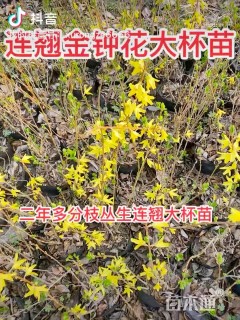 高度150厘米金钟花