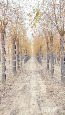 12公分红丝垂柳