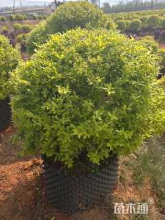 冠幅100厘米金冠女贞球