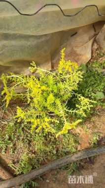 高度10厘米佛甲草