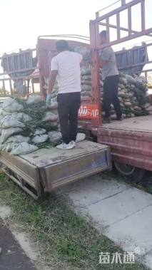 高度40厘米小兔子狼尾草