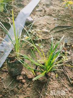 高度20厘米麦冬