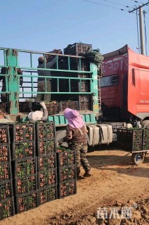 高度20厘米常夏石竹