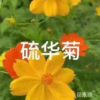 花草种子硫华菊种子