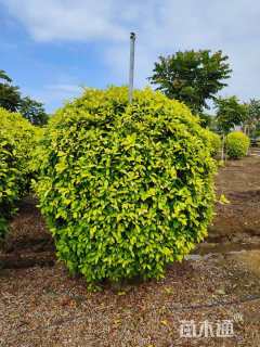 冠幅100厘米黄金榕球