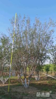 高度300厘米丛生茶条槭