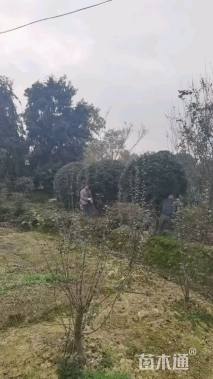 高度300厘米丛生桂花