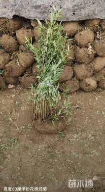 高度80厘米绣线菊