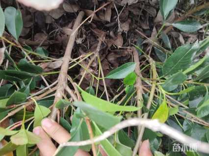 高度50厘米红叶石楠小苗