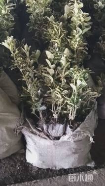 高度45厘米金边黄杨小苗