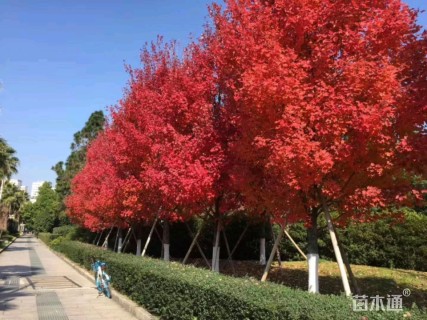 10公分美国红枫-十月光辉