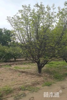 18公分山杏