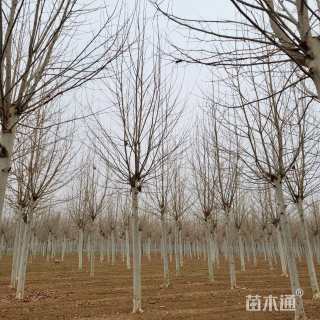 18公分法桐