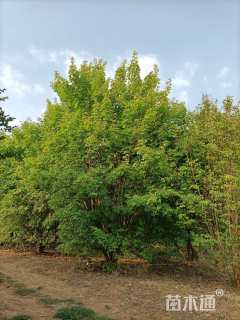 高度450厘米丛生五角枫