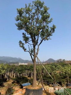 高度400厘米纽荷尔脐橙