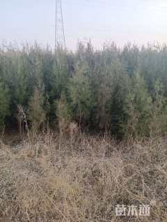 高度2500厘米侧柏