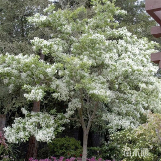 10公分流苏树