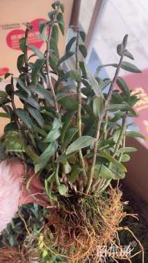 高度6厘米铁皮石斛