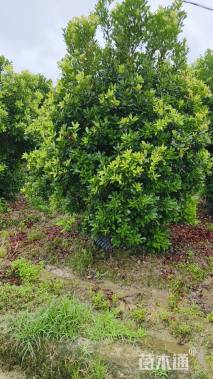 冠幅340厘米杨梅球